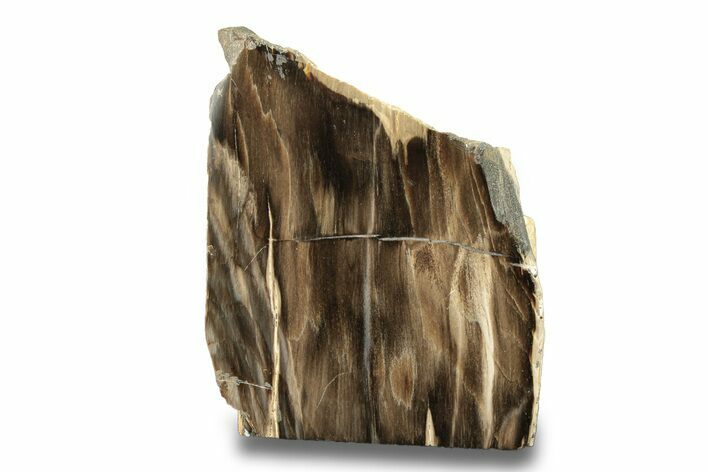 Polished, Petrified Wood (Metasequoia) Stand Up - Oregon #263730